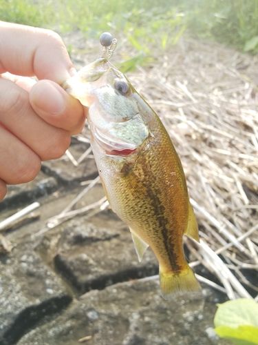 ラージマウスバスの釣果