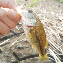 ラージマウスバス