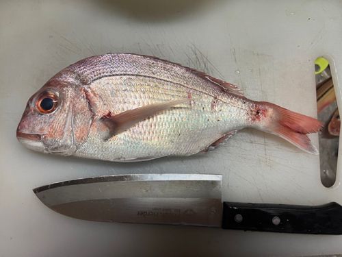 マダイの釣果