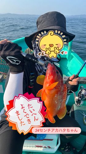 アカハタの釣果