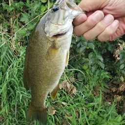 スモールマウスバス