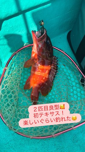 アカハタの釣果