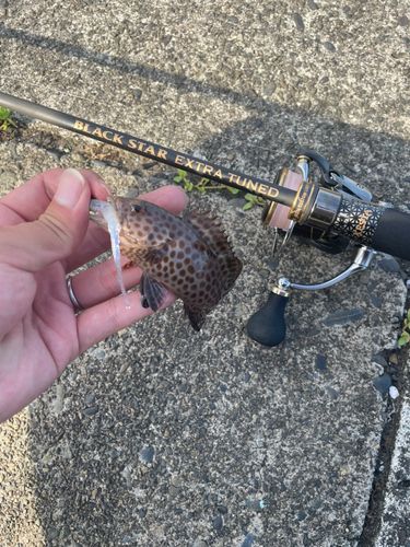 オオモンハタの釣果