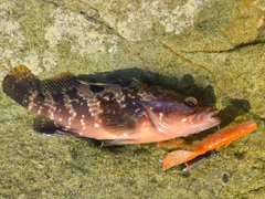キジハタの釣果