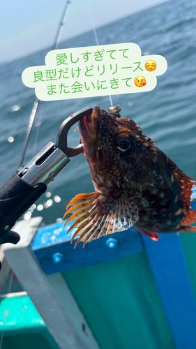 カサゴの釣果
