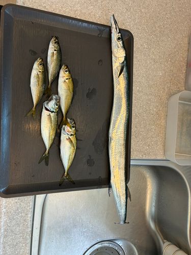 ダツの釣果