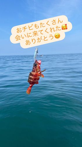 アカハタの釣果
