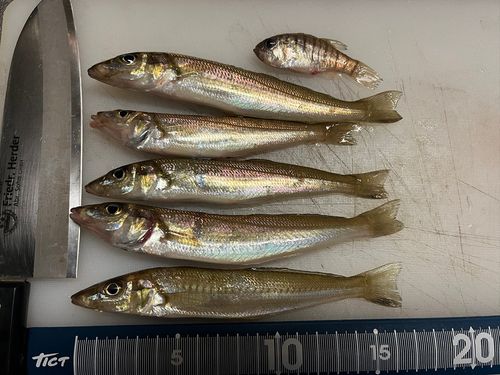 シロギスの釣果