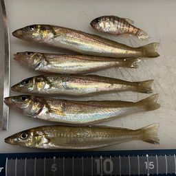 シロギス