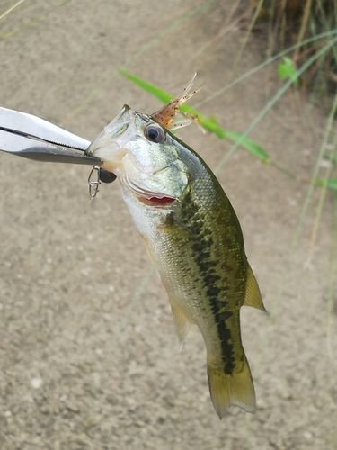 ラージマウスバスの釣果
