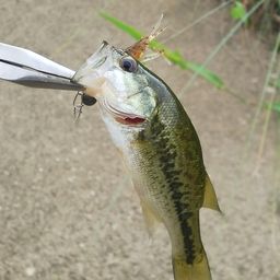 ラージマウスバス