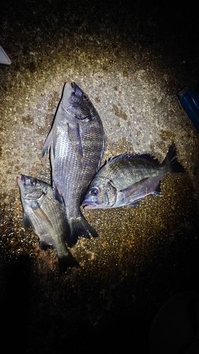 クロダイの釣果
