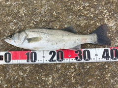 セイゴ(マルスズキ)の釣果