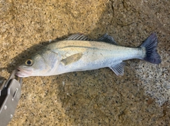 セイゴ(マルスズキ)の釣果