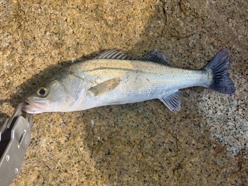 セイゴ（マルスズキ）の釣果