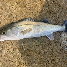 セイゴ（マルスズキ）