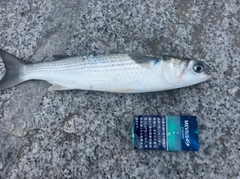 ボラの釣果