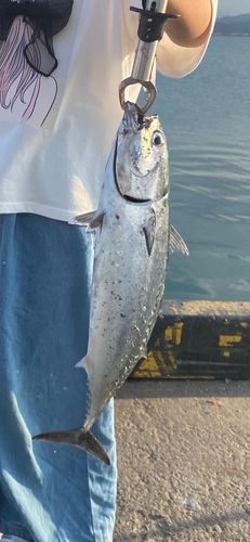 マルソウダの釣果