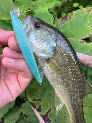 ラージマウスバスの釣果