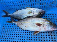 ショゴの釣果