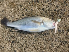 イシモチの釣果