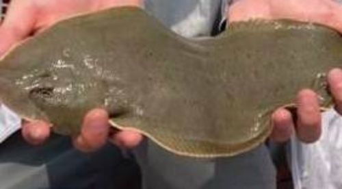 シタビラメの釣果