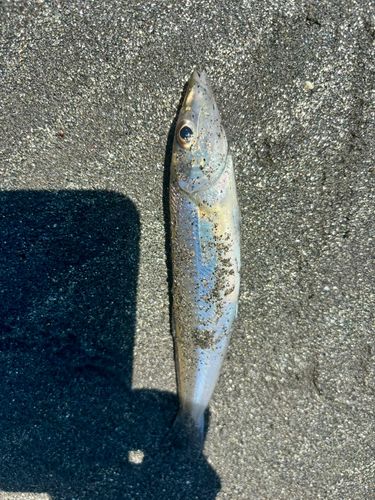シロギスの釣果
