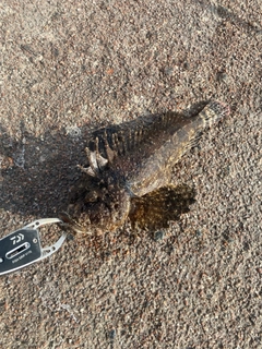 オニオコゼの釣果