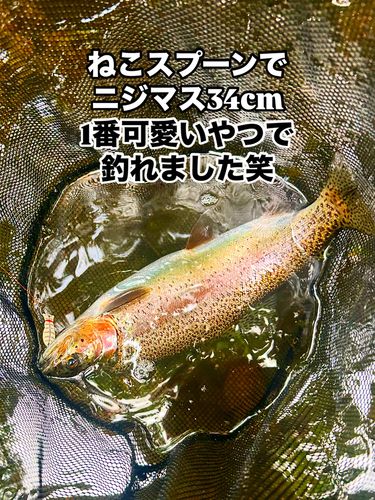 ニジマスの釣果