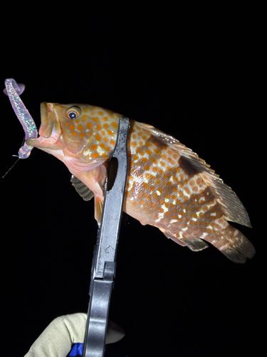 キジハタの釣果