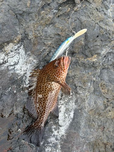 オオモンハタの釣果