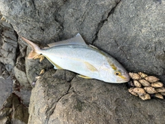 ヤズの釣果