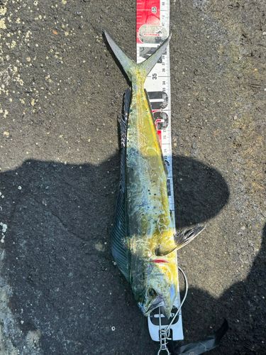 シイラの釣果