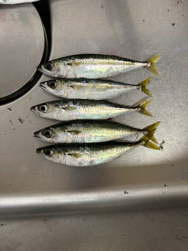 サバの釣果