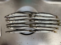 カマスの釣果