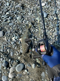 ワカシの釣果