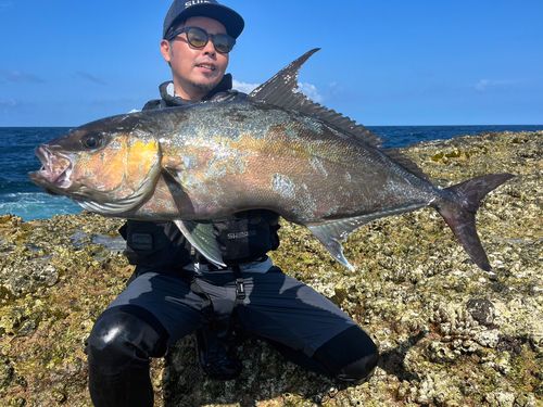 ヒレナガカンパチの釣果