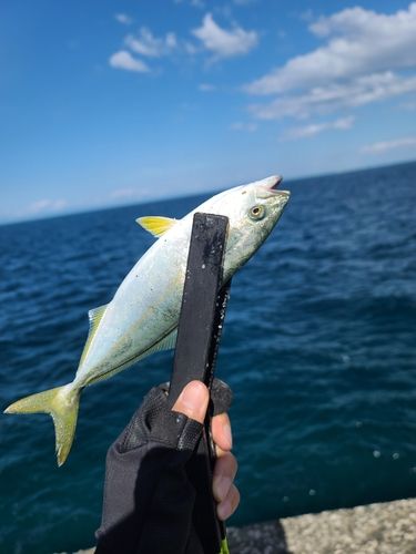 ワカシの釣果