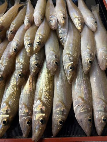 コバンアジの釣果