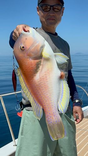 イラの釣果