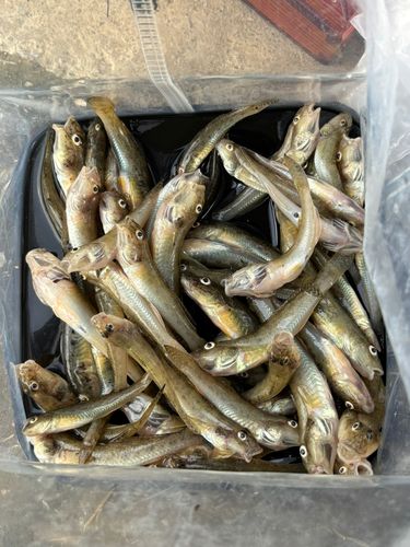 マハゼの釣果