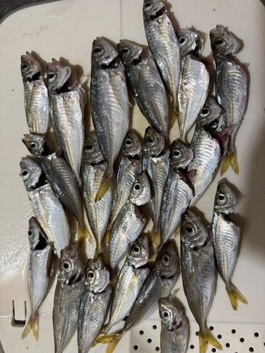 アジの釣果