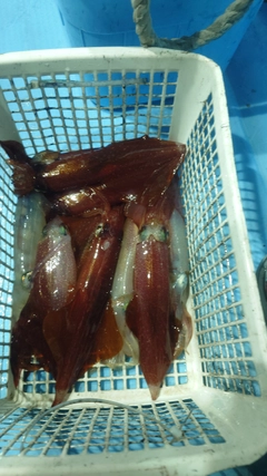 ケンサキイカの釣果