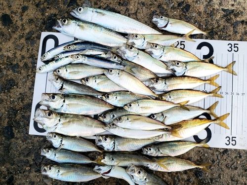 アジの釣果
