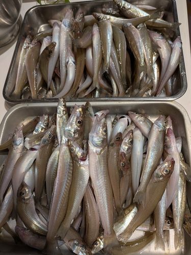 シロギスの釣果