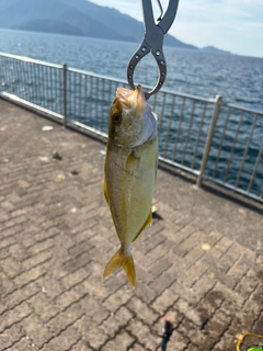 シオの釣果