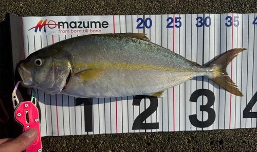 シオの釣果