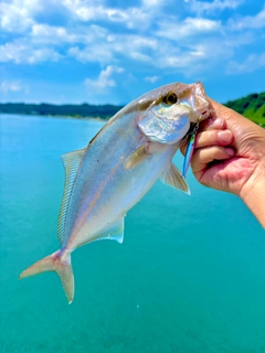 ネリゴの釣果