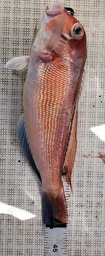 アカアマダイの釣果