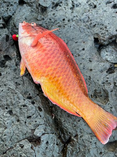 アカササノハベラの釣果